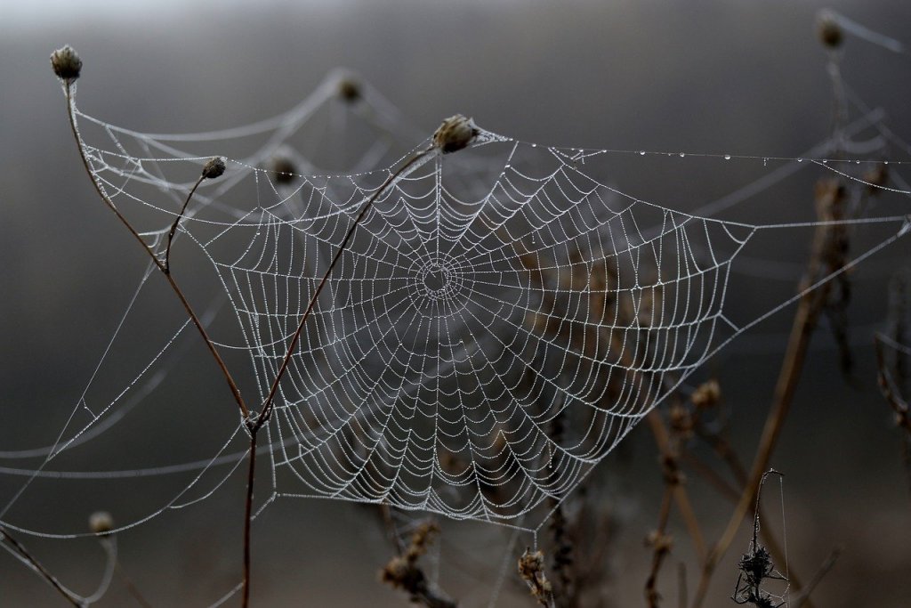 spider-web-3814555_1280.jpg