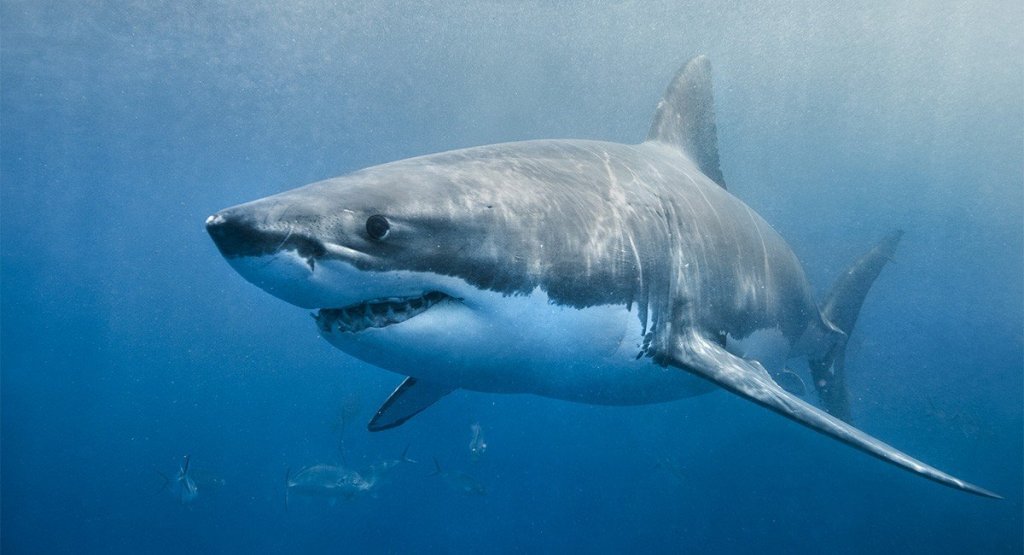 great-white-shark-social.jpg
